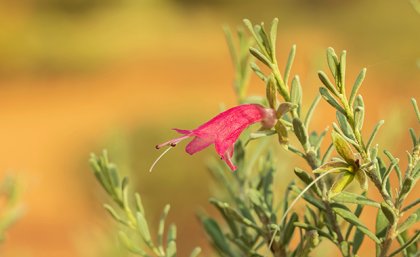 A single red flower on a shrub with small green leaves